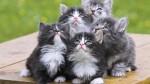 HD wallpaper Cute cats family Pictures