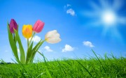 Spring Nature Wallpapers HD Wallpapers images gallery Widescreen