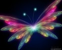 Butterflies 3D Butterfly wallpaper beautiful gallery hd