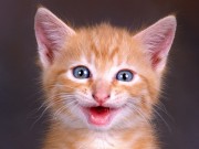 Cute Cats Wallpapers HQ 1600×1200 Photo windows mac