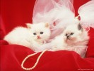 Cute Cats Wallpapers Red Backgrounds