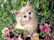 hd cat wallpaper cute baby cat pictures