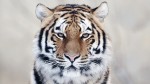 Tigers, Cheetahs, Leopards Wallpapers HD Desktop Backgrounds