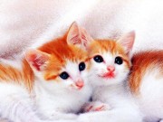 Wallpapers Lovely Cats Babys