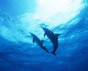 Dolphin Wallpaper images gallery background Widescreen