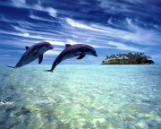 Dolphin Wallpapers images in hight quality Widescreen