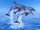 Dolphins Wallpapers great pictures for deskop