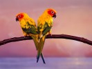 Sun Conure parrots wallpaper Widescreen wallpapers for deskop hd